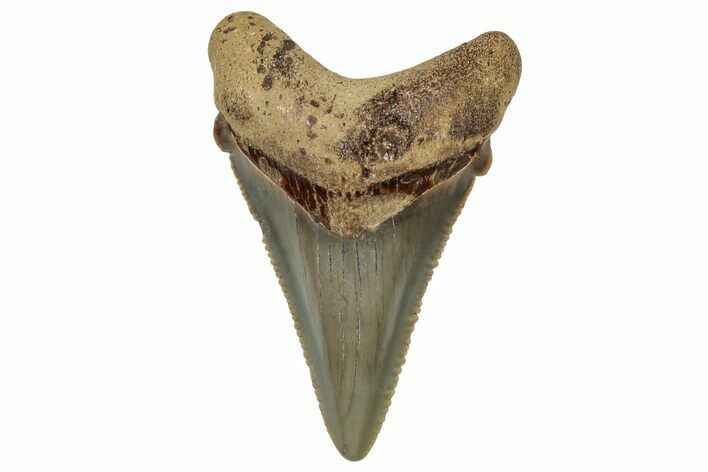 Serrated Angustidens Tooth - Megalodon Ancestor #302059